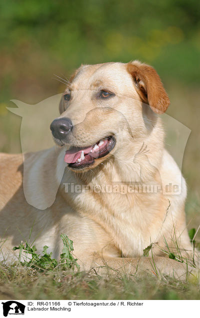 Labrador Mischling / Mongrel / RR-01166