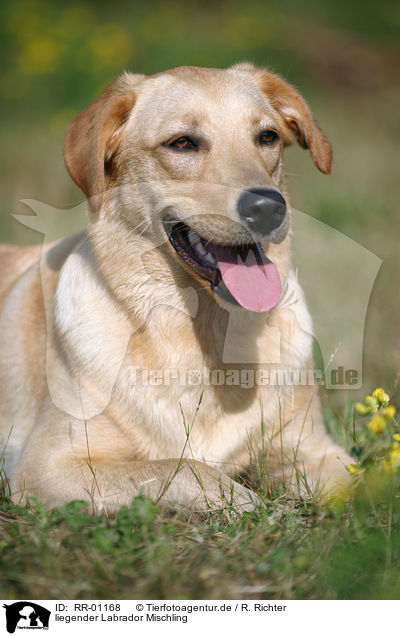 liegender Labrador Mischling / lying Mongrel / RR-01168