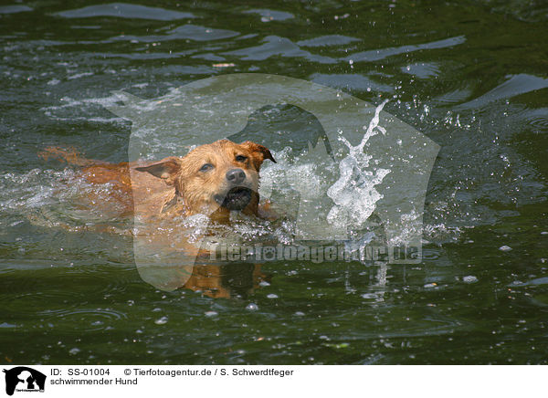 schwimmender Hund / swimming dog / SS-01004