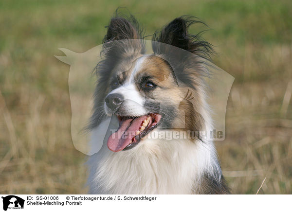 Sheltie-Mischling Portrait / SS-01006