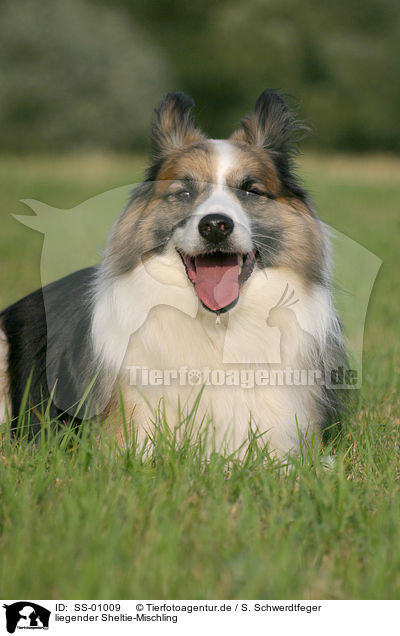 liegender Sheltie-Mischling / lying Mongrel / SS-01009