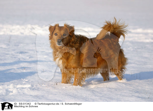 Mischling im Schnee / Mongrel in the snow / SS-01342