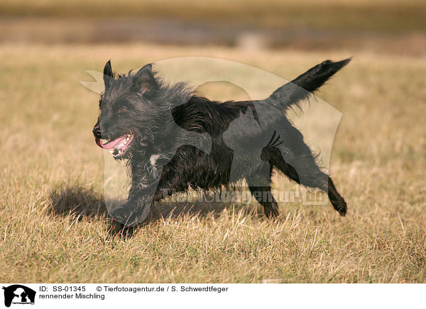 rennender Mischling / running Mongrel / SS-01345