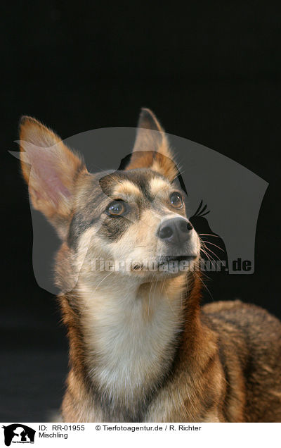 Mischling / Mongrel Portrait / RR-01955