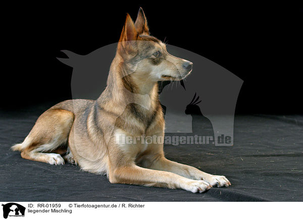 liegender Mischling / lying Mongrel / RR-01959