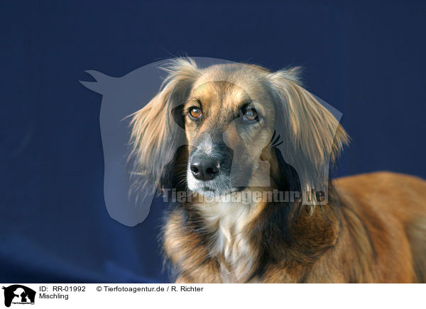 Mischling / Mongrel Portrait / RR-01992