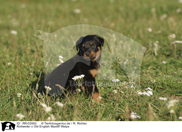 Rottweiler x Old English Mastiff Welpe / RR-02882