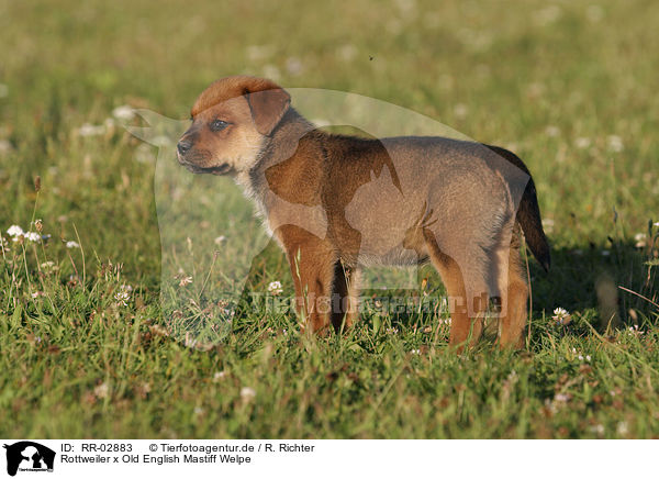 Rottweiler x Old English Mastiff Welpe / Puppy / RR-02883