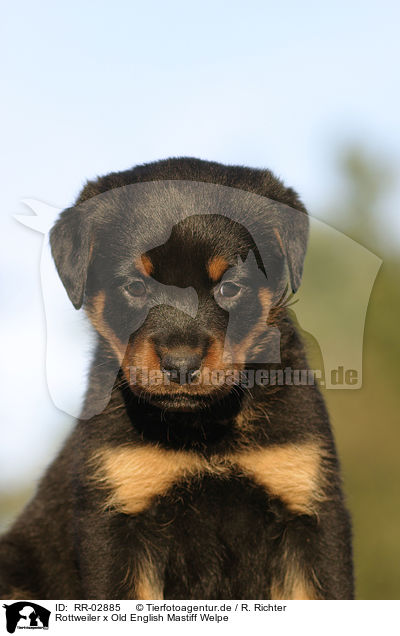 Rottweiler x Old English Mastiff Welpe / RR-02885