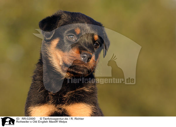Rottweiler x Old English Mastiff Welpe / Puppy / RR-02890