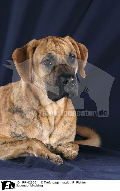 liegender Mischling / lying Mongrel / RR-02959