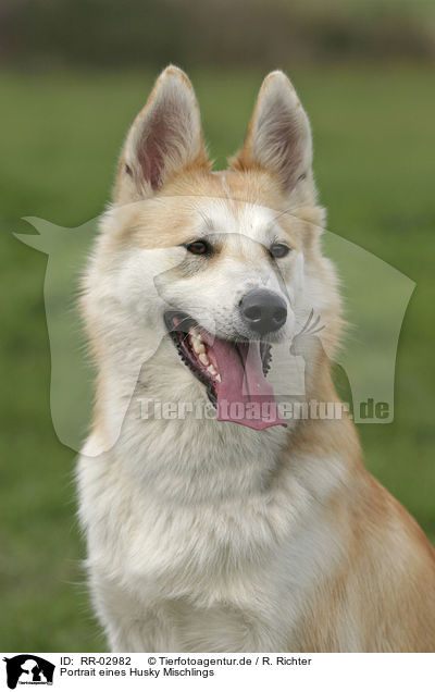 Portrait eines Husky Mischlings / Mongrel Portrait / RR-02982