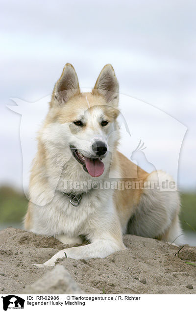 liegender Husky Mischling / liegender Mongrel / RR-02986