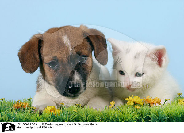 Hundewelpe und Ktzchen / puppy and kitten / SS-02083