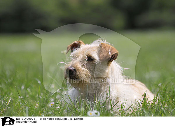 liegender Hund / lying dog / BD-00028