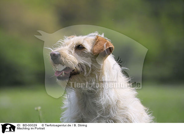 Mischling im Portrait / doghead / BD-00029