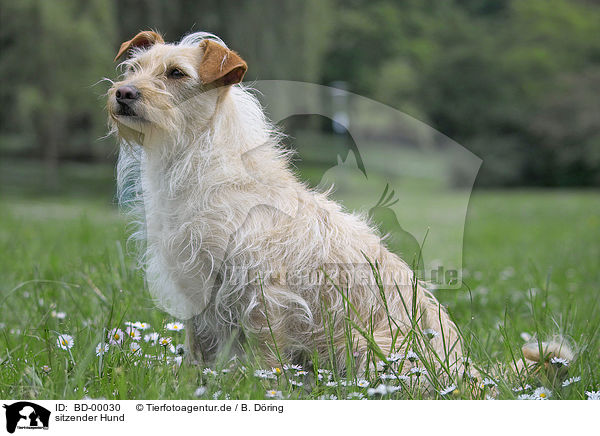 sitzender Hund / sitting dog / BD-00030