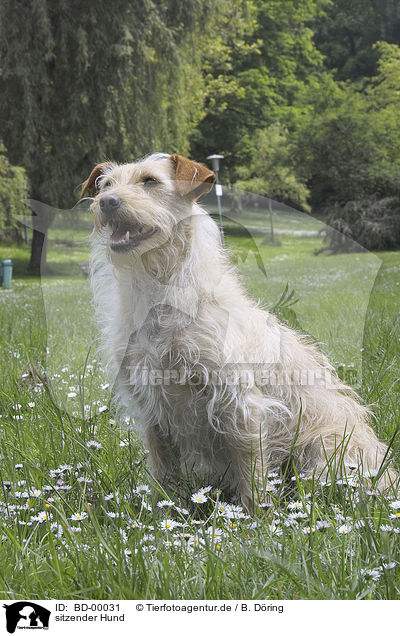 sitzender Hund / sitting dog / BD-00031