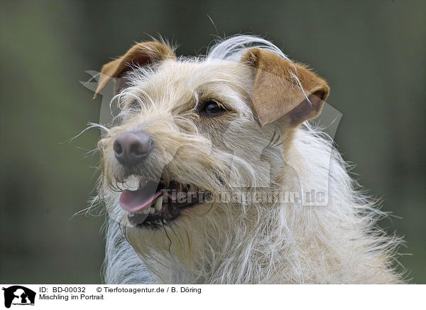 Mischling im Portrait / doghead / BD-00032