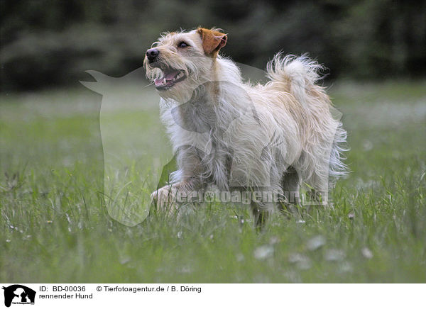 rennender Hund / running dog / BD-00036