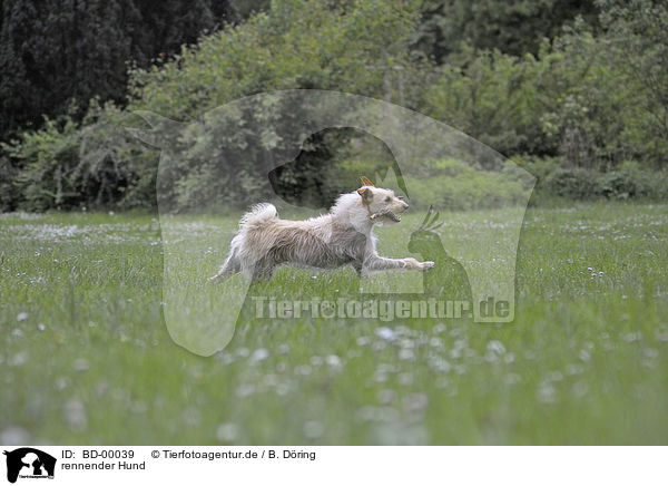 rennender Hund / running dog / BD-00039