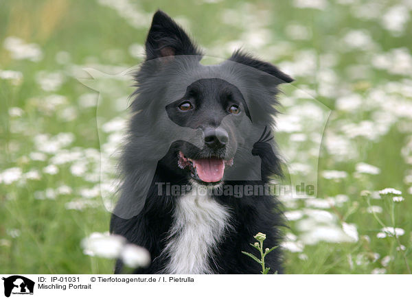 Mischling Portrait / mongrel portrait / IP-01031