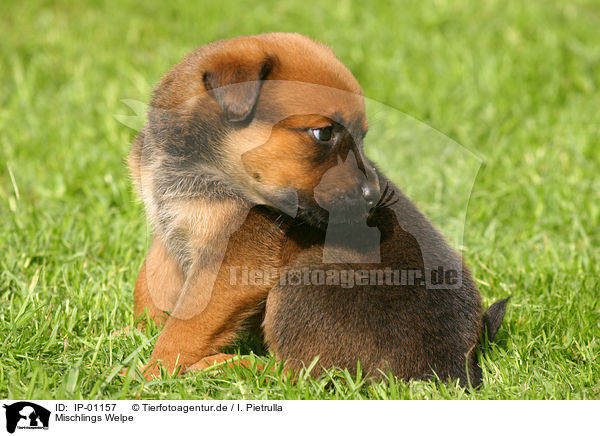 Mischlings Welpe / mongrel pup / IP-01157