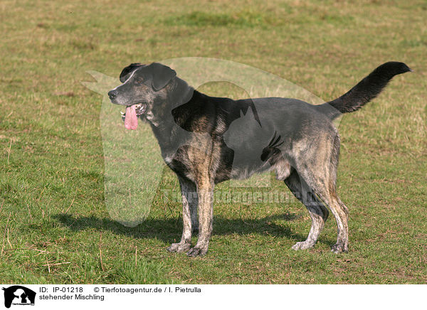 stehender Mischling / standing mongrel / IP-01218