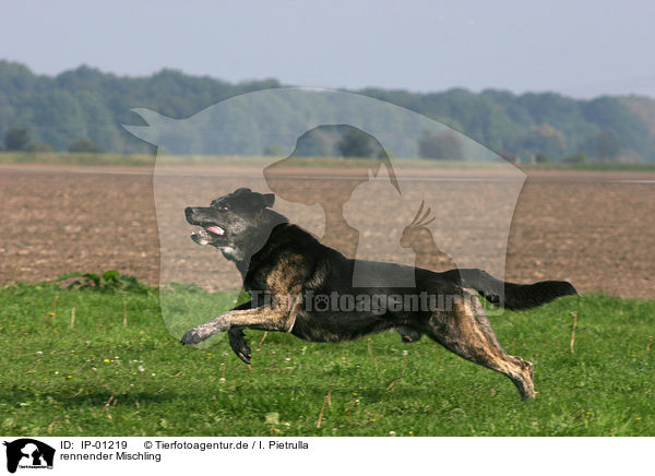 rennender Mischling / running mongrel / IP-01219