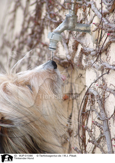 Trinkender Hund / drinking dog / WJP-01086