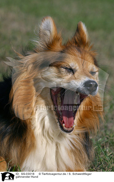 ghnender Hund / gaping dog / SS-03018