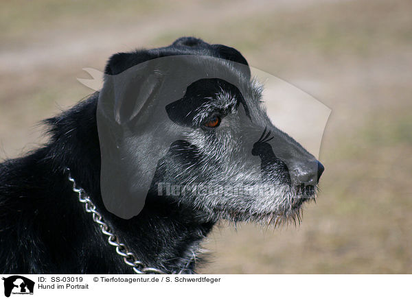 Hund im Portrait / dog head / SS-03019