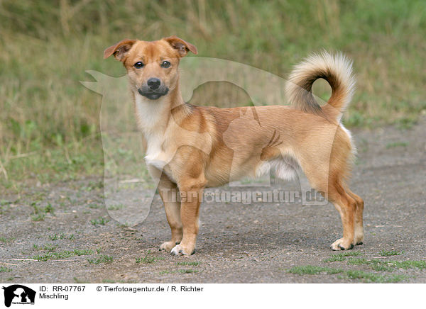 Mischling / mongrel dog / RR-07767