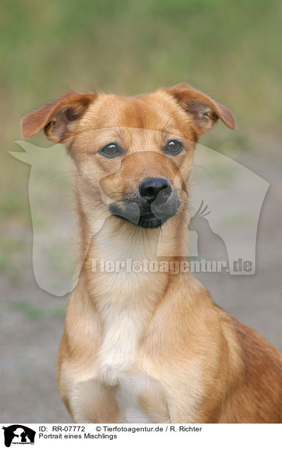 Portrait eines Mischlings / dog head / RR-07772