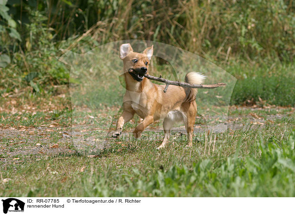 rennender Hund / running dog / RR-07785