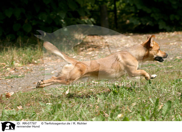 rennender Hund / running dog / RR-07787