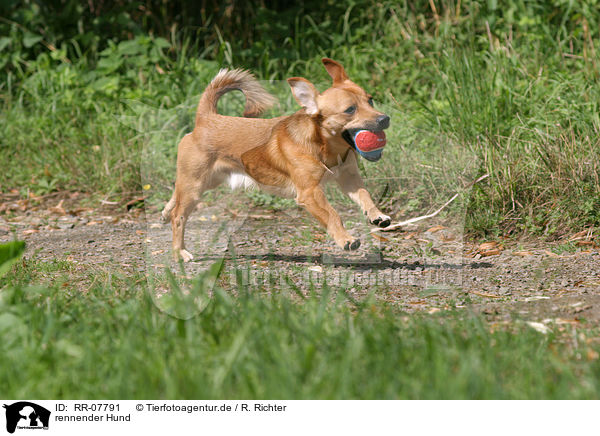 rennender Hund / running dog / RR-07791
