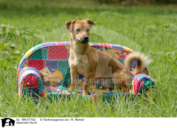 sitzender Hund / sitting dog / RR-07792