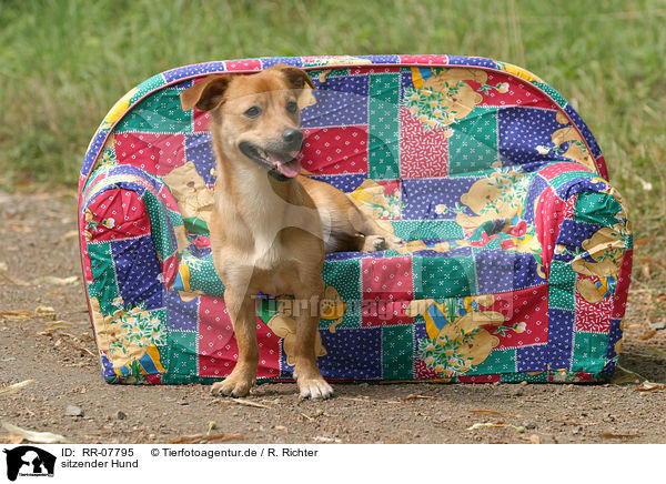 sitzender Hund / sitting dog / RR-07795