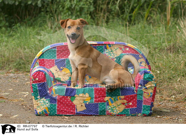 Hund auf Sofa / dog on couch / RR-07797