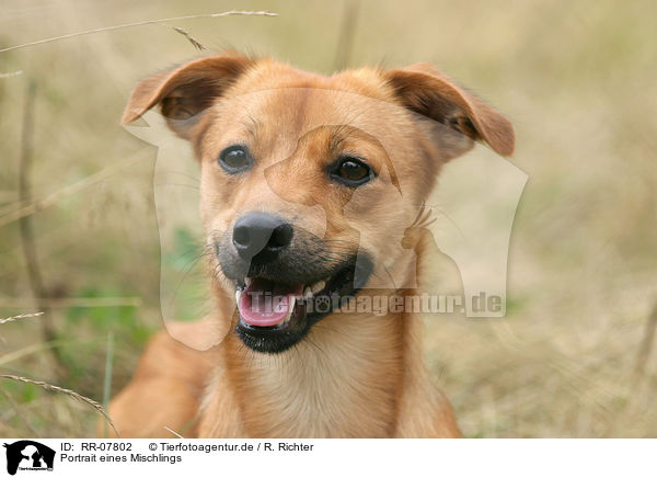 Portrait eines Mischlings / dog head / RR-07802