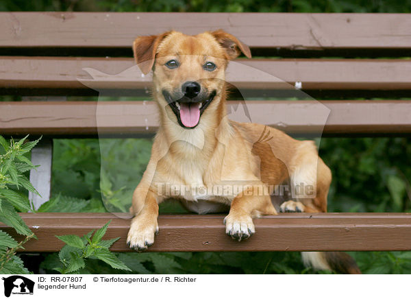 liegender Hund / lying dog / RR-07807