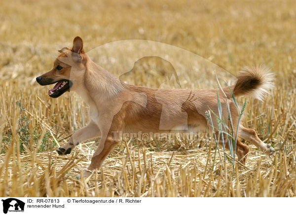 rennender Hund / running dog / RR-07813