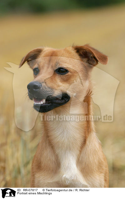 Portrait eines Mischlings / dog head / RR-07817