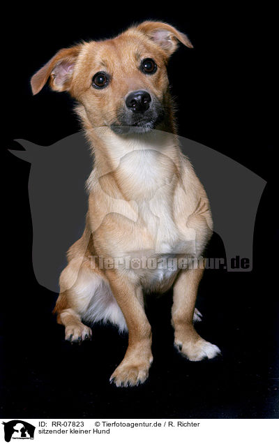 sitzender kleiner Hund / sitting small dog / RR-07823