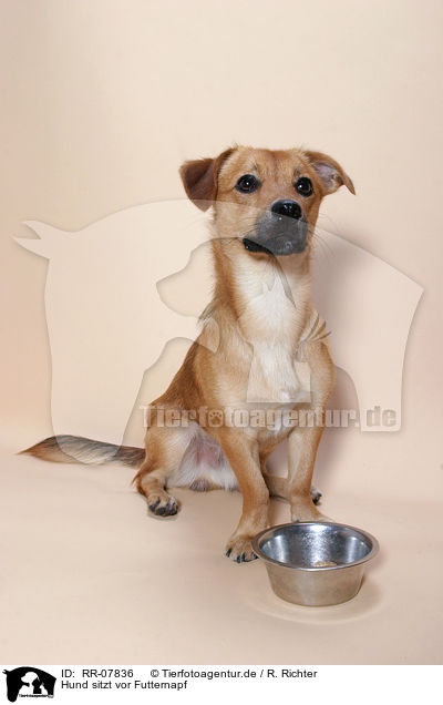 Hund sitzt vor Futternapf / dog sitting in front of dish / RR-07836