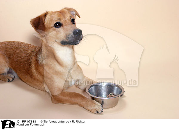 Hund vor Futternapf / dog with dish / RR-07838