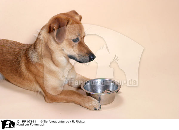 Hund vor Futternapf / dog with dish / RR-07841