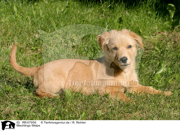 Mischlings Welpe / dog puppy / RR-07956