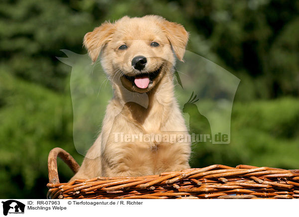 Mischlings Welpe / dog puppy / RR-07963